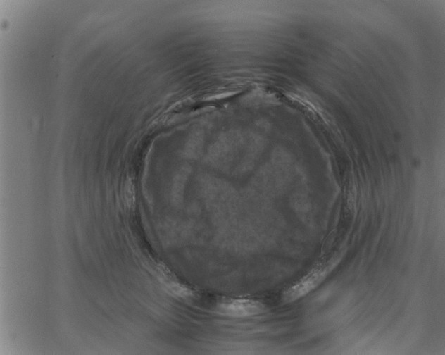 X0000066100467200603312029