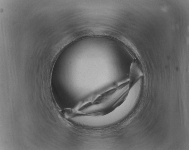 X0000066100481200603312029