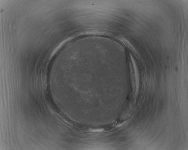 X0000066100484200603312029