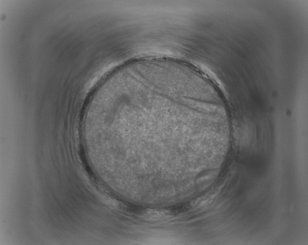 X0000066100487200603312029