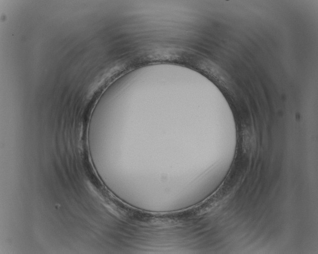 X0000066100490200603312029