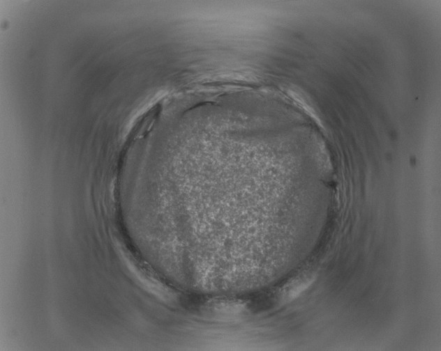 X0000066100491200603312029