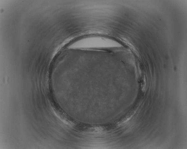 X0000066100492200603312029