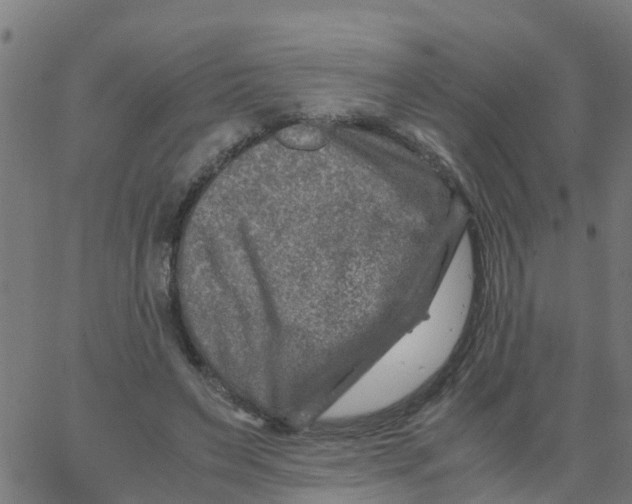 X0000066100495200603312029