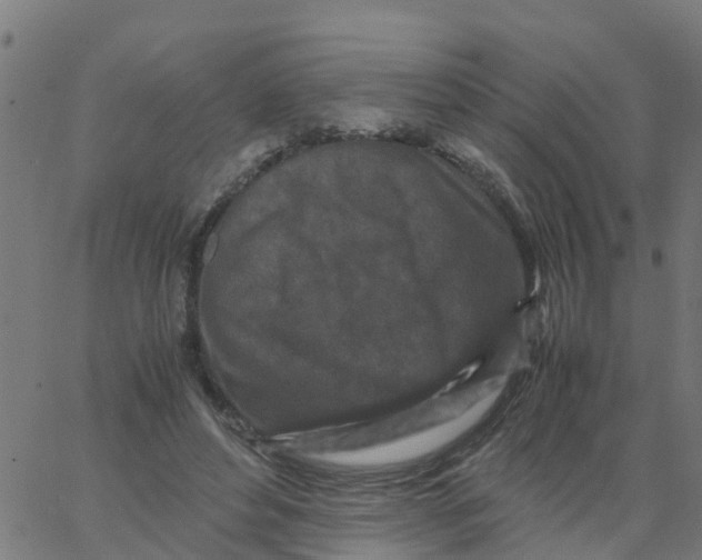 X0000066100496200603312029