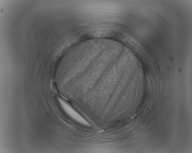 X0000066100499200603312029