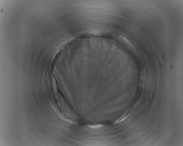 X0000066100500200603312029