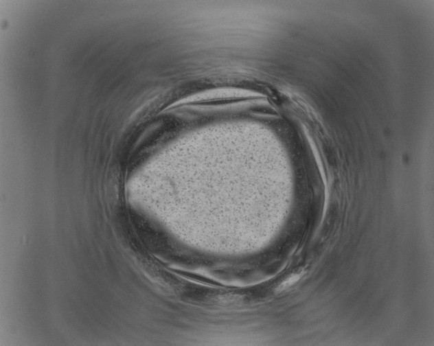 X0000066100501200603312029