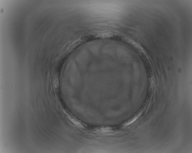 X0000066100517200603312028