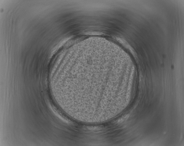 X0000066100533200603312027