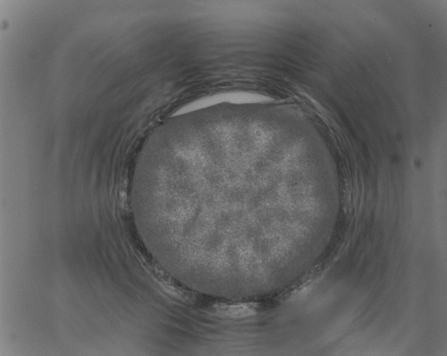 X0000066100553200603312028