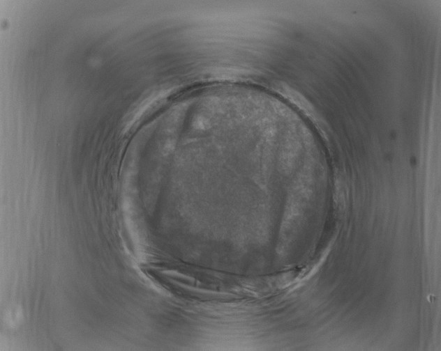 X0000066100577200603312027