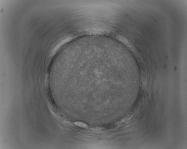 X0000066100583200603312027