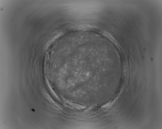 X0000066100585200603312027