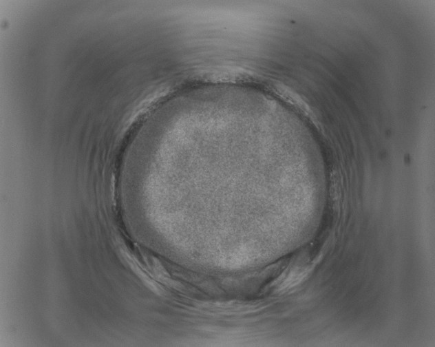 X0000066100589200603312027