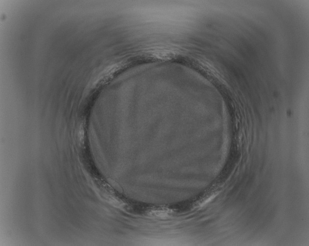 X0000066100595200603312027