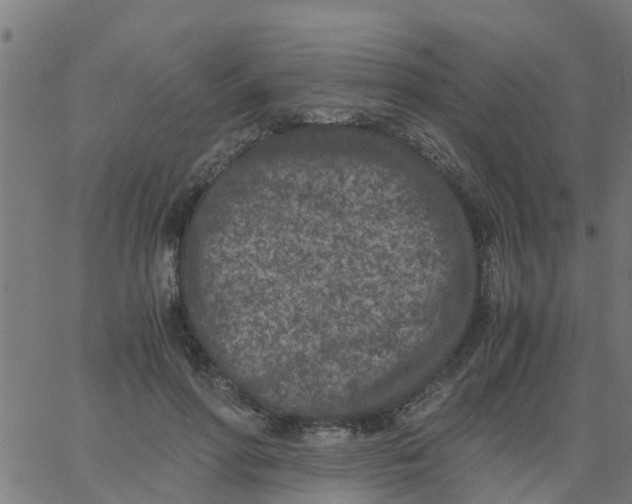 X0000066100598200603312027