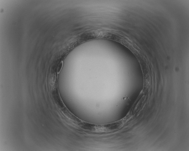 X0000066100605200603312027