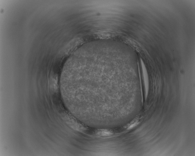 X0000066100610200603312027