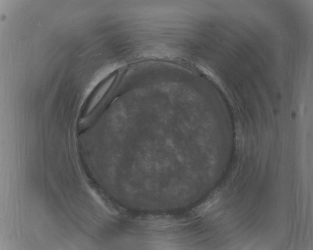 X0000066100626200603312026