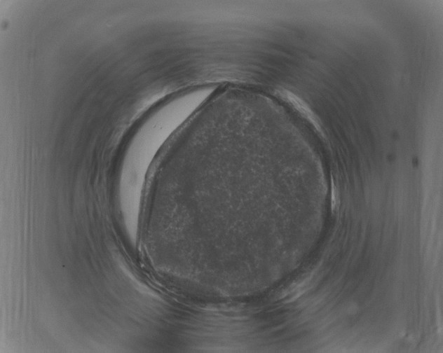 X0000066100627200603312026