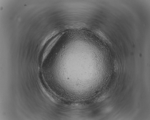 X0000066100634200603312026