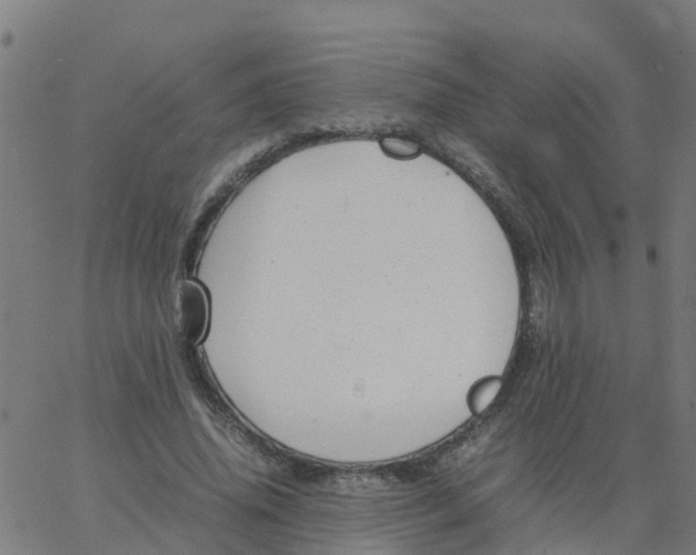 X0000066100636200603312026