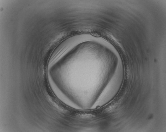 X0000066100637200603312026