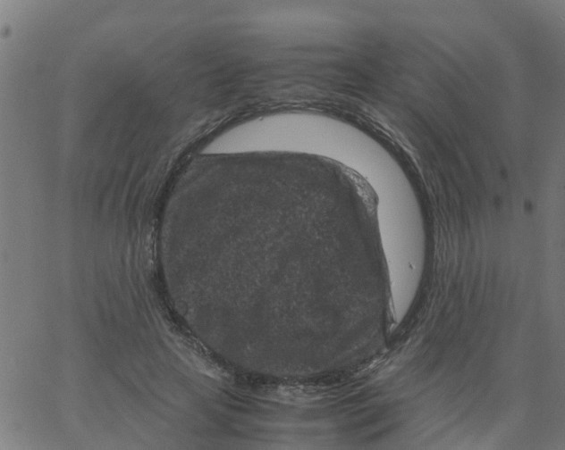 X0000066100641200603312026