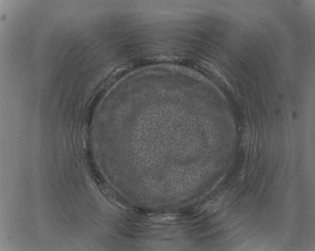 X0000066100643200603312026