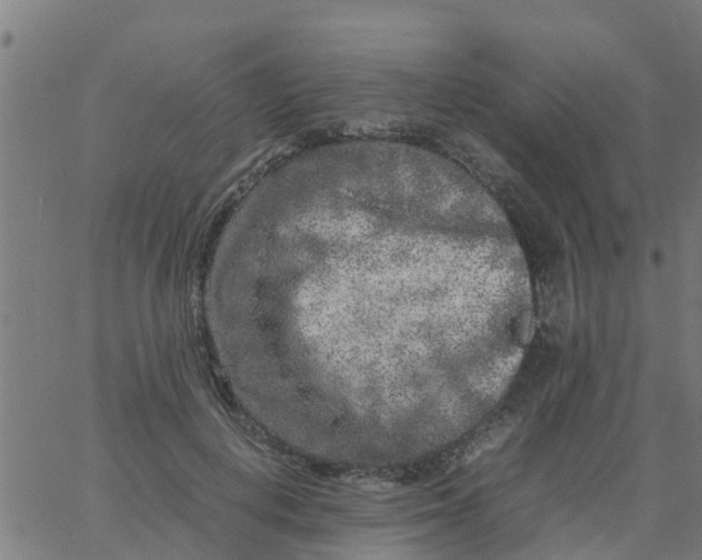 X0000066100648200603312026