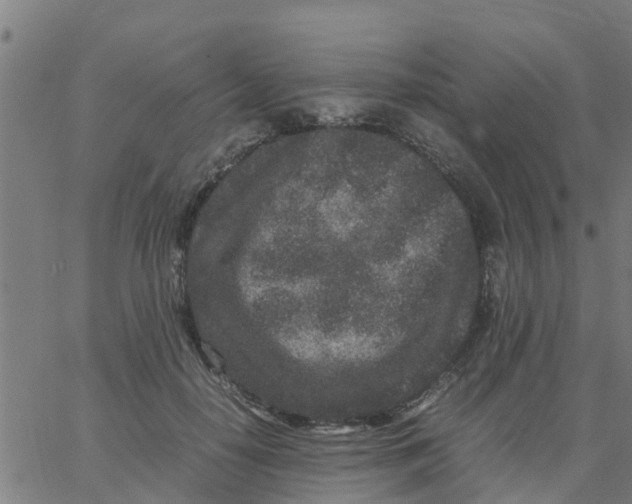 X0000066100650200603312026