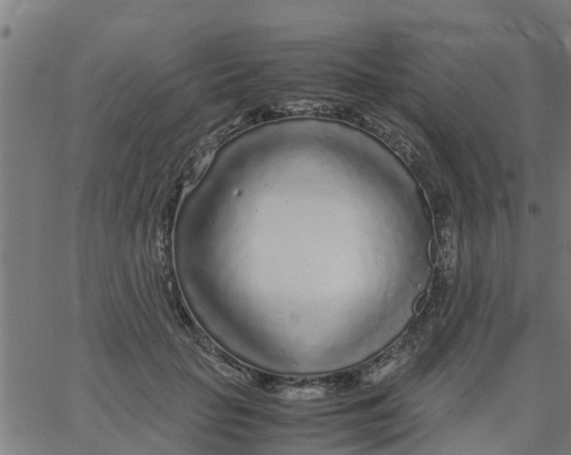 X0000066100653200603312026