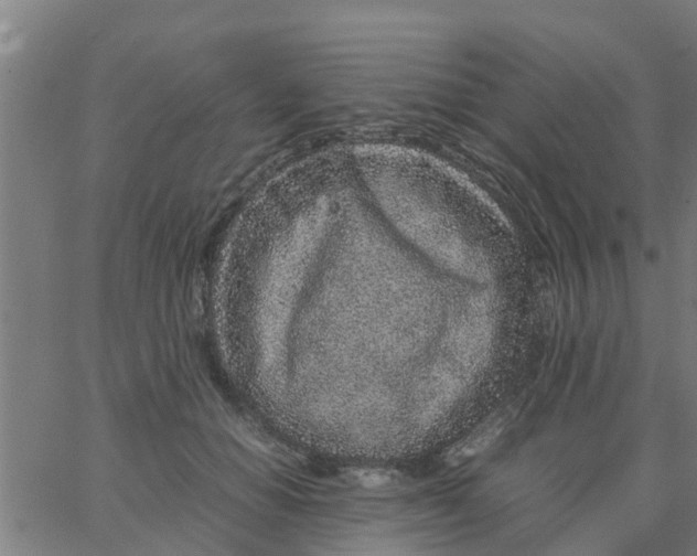 X0000066100654200603312026