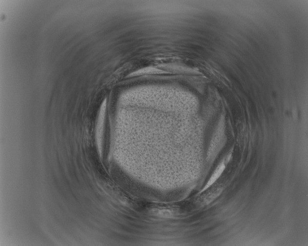 X0000066100655200603312026