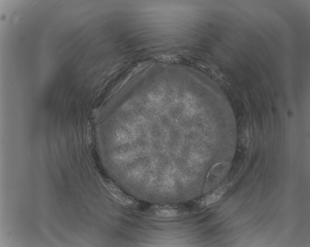 X0000066100658200603312026