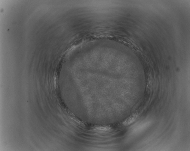 X0000066100659200603312026