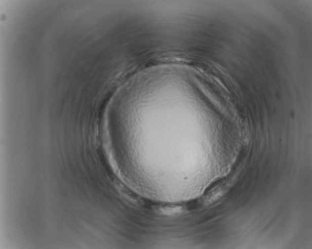 X0000066100669200603312026