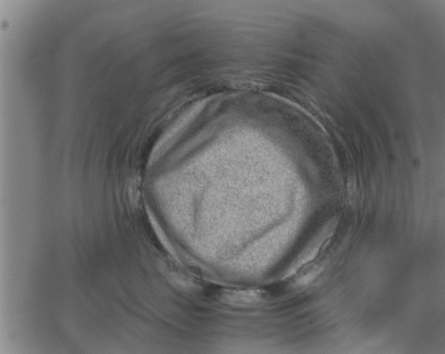 X0000066100671200603312027