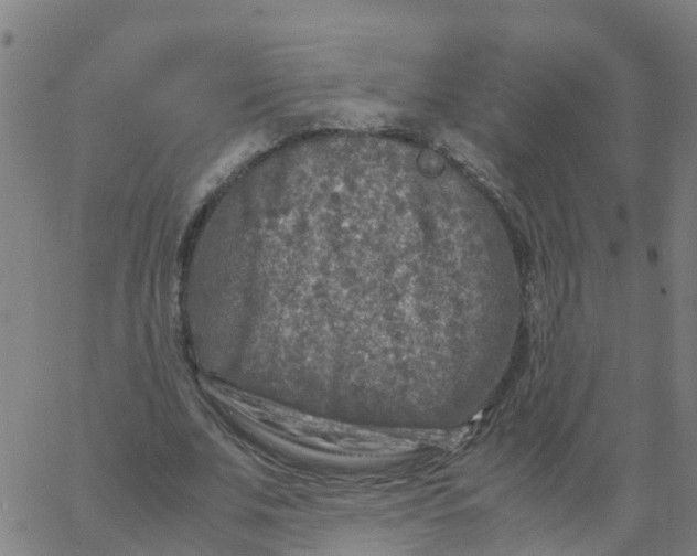 X0000066100679200603312026