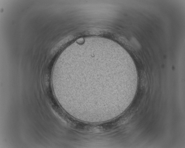 X0000066100683200603312026