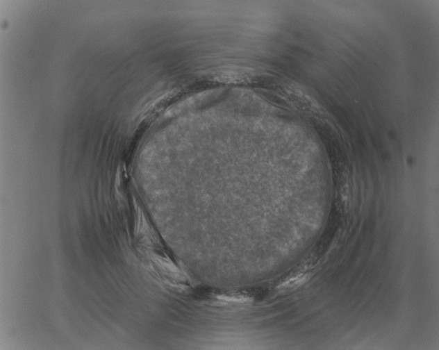 X0000066100696200603312025