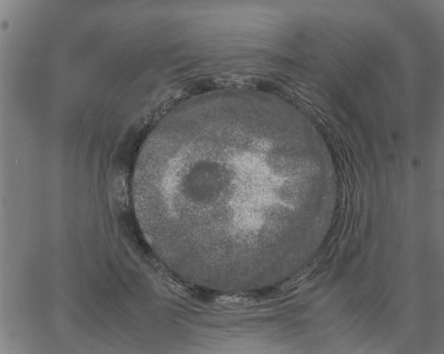 X0000066100699200603312025