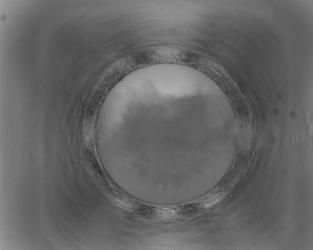 X0000066100701200603312025