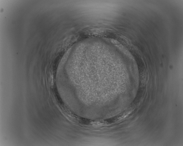 X0000066100703200603312025