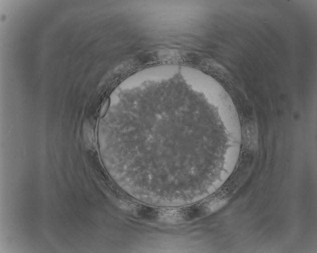 X0000066100705200603312025