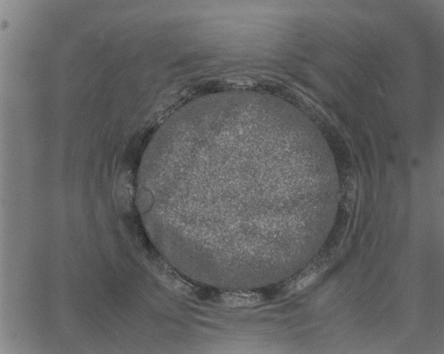 X0000066100707200603312025