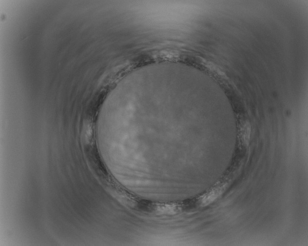 X0000066100709200603312025