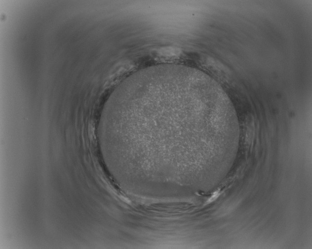 X0000066100711200603312025