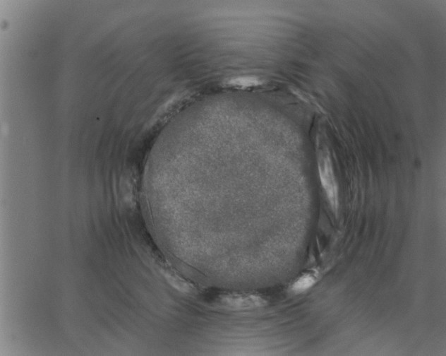 X0000066100712200603312025